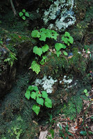 Begonia palmata in habitat, on vertical mossy rocks close to a waterfall, Hong Kong