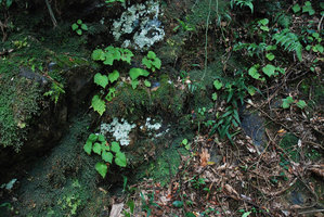 Begonia palmata in habitat, on vertical rocks close to a waterfall, Hong Kong