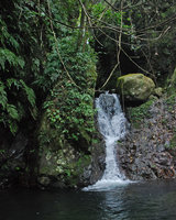 Begonia palmata on vertical rocks close to a waterfall, Hong Kong