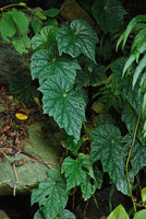 Begonia palmata, silver white mottled form, Taroko Gorge, Taiwan