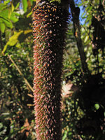 Begonia parviflora, flattened trichomes along the stem, Manu NP, 2000 m, Peru
