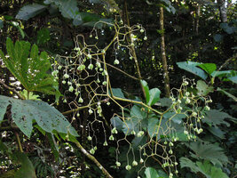 Begonia parviflora, infructescence with synchronous immature hanging fruits, Manu NP, 1500 m, Peru