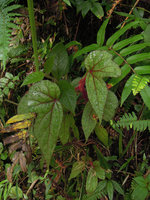 Begonia parviflora, young individual on a vertical slope with almost entire triangular leaves, Manu NP, 2000 m, Peru