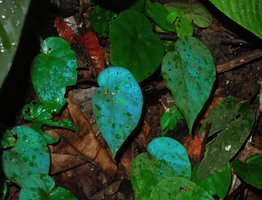 Begonia pavonina, blue iridescence disappearing under rain drops on the leaf surfaces, Cameron Highlands, Malaysia
