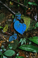 Begonia pavonina blue iridescence under direct light, Cameron Highlands, Malaysia