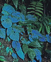 Begonia pavonina, blue iridescence under flash light, Cameron Highlands, Malaysia