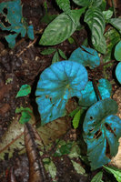 Begonia pavonina, blue iridescent leaves under flash light, Cameron Highlands, Malaysia