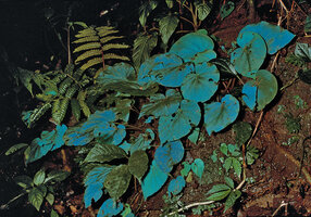 Begonia pavonina, blue leaf iridescence, maybe an aposematic or repulsive color for herbivores, Cameron Highlands, Malaysia