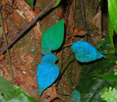 Begonia pavonina, Cameron Highlands, Malaisie