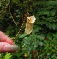 Begonia pavonina, downwards dry peduncle and ripe rain splash dispersal capsular fruit, Cameron Highlands, Malaysia