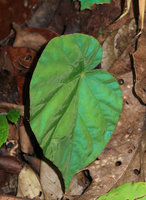 Begonia pavonina, almost plain green, just faint blue iridescent leaf under non perpendicular flash light,  Cameron Highlands, Malaysia