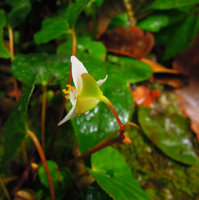 Begonia pavonina, female flower, Cameron Highlands, Malaysia