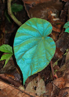 Begonia pavonina, half blue iridescent leaf under almost perpendicular flash light,  Cameron Highlands, Malaysia