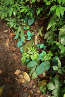 Begonia pavonina in habitat, photo without flash light, Cameron Highlands, Malaysia