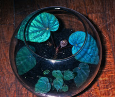 Begonia pavonina in Patrick Blanc home, Creteil, 1997