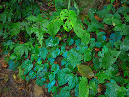 Begonia pavonina population just after rain, Cameron Highlands, Malaysia