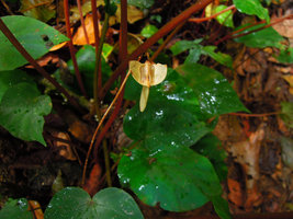 Begonia pavonina, ripe rain splash dispersal capsular fruit, Cameron Highlands, Malaysia