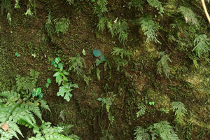 Begonia pavonina, seedlings on vertical seeping rock among mosses and filmy ferns, Cameron Highlands, Malaysia