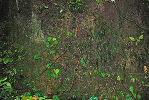 Begonia pavonina, weak individuals and seedlings on an understory vertical rock, Cameron Highlands, Malaysia