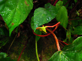 Begonia pavonina, young unripe slightly bending fruit, Cameron Highlands, Malaysia