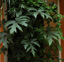 Begonia pedatifida in the patio