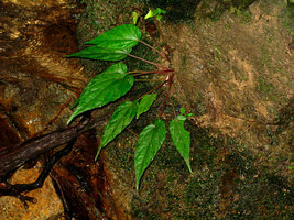 Begonia perakensis Selangor