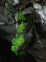 Begonia phutthaii with green leaves, the brown leaved form of Begonia cf. incerta and Remusatia pumila on seeping stalactite, Tham Lod Cave, Pang Mapha, Thailand