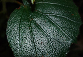 Begonia postarii, dark green high chlorophyll concentration dots ending in a transparent hair acting like optic fiber, Danum Valley, Sabah, Borneo