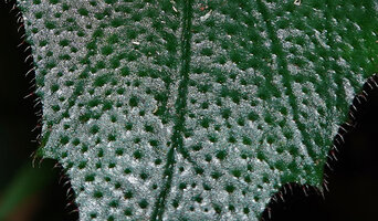 Begonia postarii, reflective air filled epidermal cells and dark green high chlorophyll concentration dots ending in a transparent hair acting like optic fiber, Danum Valley, Sabah, Borneo