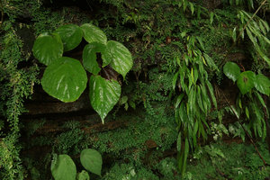 Begonia potamophila and B. montis elephantis growing together on vertical permanently seeping schist cliff, Mont des Elephants, Kribi, Cameroon