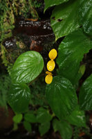 Begonia potamophila flowering on vertical seeping schist cliff, the leaves permanently wet, Mont des Elephants, Kribi, Cameroon