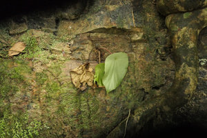 Begonia potamophila on vertical rock at the end of dry season, Mt Elephant, Kribi, Cameroun