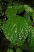 Begonia potamophila, permanently wet leaf on vertical seeping schist cliff, Mont des Elephants, Kribi, Cameroon