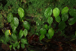 Begonia potamophila, permanently wet leaves on vertical seeping schist cliff, Mont des Elephants, Kribi, Cameroon