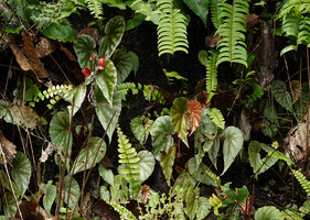 Begonia prasinimarginata, mostly silver leaved individuals on steep bank, Danum Valley, Sabah, Borneo