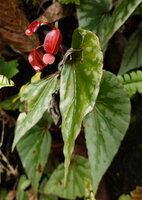 Begonia prasinimarginata, silver edged leaves and bright rosy red long ovary, Danum Valley, Sabah, Borneo