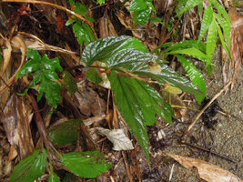 Begonia procridifolia, fruiting individual, Punyaban waterfall, Ranong, Thailand