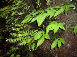 Begonia pteridiformis and Argostemma rotundicalyx on a shaded limetone rock, Khao Sok, Thailand