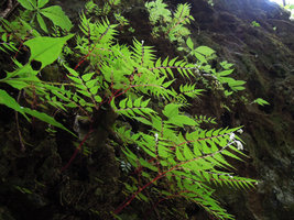 Begonia pteridiformis and Argostemma diversifolium on vertical perhumid limestone habitat, Khao Sok NP, Thailand