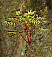 Begonia pteridiformis, annual stems emrging from a small tuber deeply fixed in a limestone fissure, 1st Sept. 2006, Khao Sok NP, Thailand