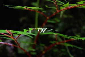 Begonia pteridiformis, flowers, Khao Sok, Thailande
