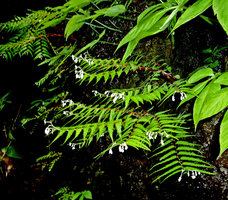 Begonia pteridiformis in full bloom, Khao Sok, Thailand