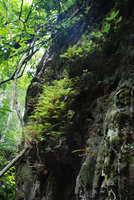 Begonia pteridiformis on its vertical limestone cliff habitat, Khao Sok, Thailande