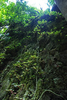 Begonia pteridiformis, population covering a vertical limestone cliff, Khao Sok, Thailande