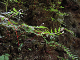 Begonia pteridiformis, terminal inflorescences, Khao Sok NP, Thailand