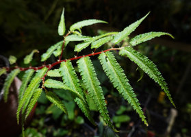 Begonia pteridiformis, Tham Thong Lang, Phang Nga, Thailand