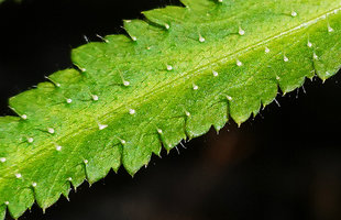 Begonia pteridiformis, transparent multicellular hairs, each hair with basal swollen bulk, Tham Thong Lang, Phang Nga, Thailand