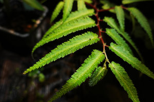 Begonia pteridiformis, transparent multicellular hairs with basal swollen bulk, Tham Thong Lang, Phang Nga, Thailand