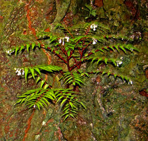 Begonia pteridiformis with aqueous annual stems from a tuberised base, Khao Sok, Thailand