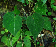 Begonia pustulata, almost plain dark green leaved individual, Cubilhuitz, Alta Verapaz, Guatemala